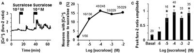 Sweet Taste Receptor Serves to Activate Glucose- and Leptin-Responsive Neurons in the Hypothalamic Arcuate Nucleus and Participates in Glucose Responsiveness